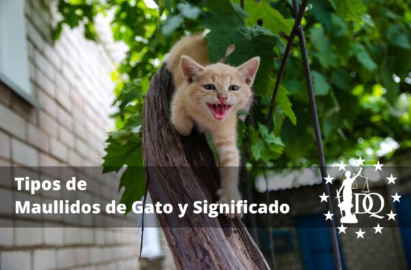 Tipos de Maullidos de Gato y Significado