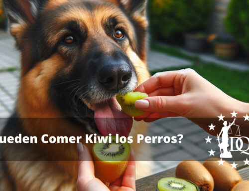 ¿Pueden Comer Kiwi los Perros?