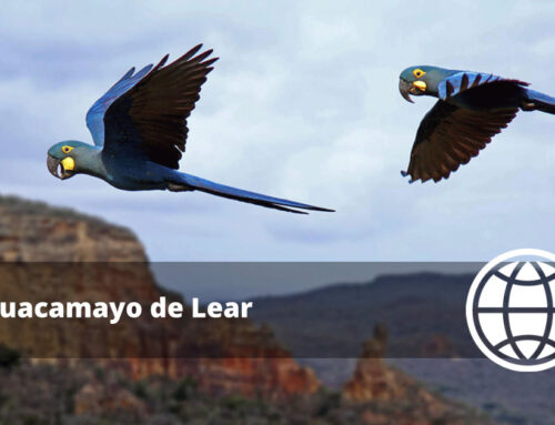 Guacamayo de Lear
