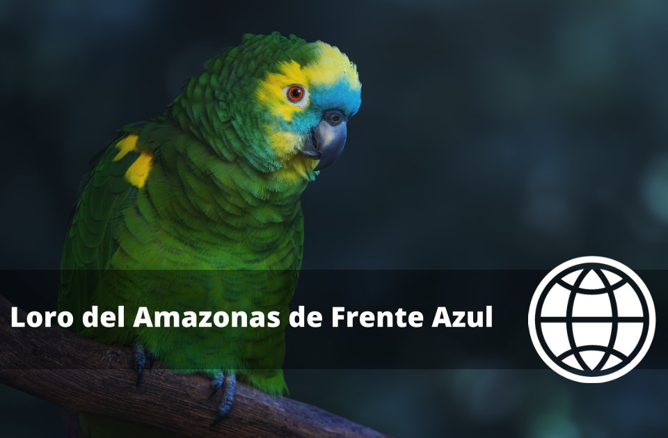 Loro del Amazonas de Frente Azul