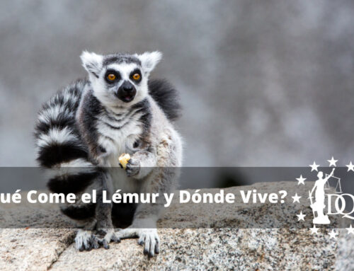 ¿Qué Come el Lémur y Dónde Vive?