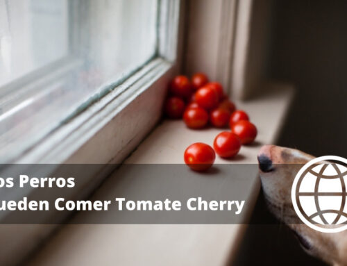 Los Perros Pueden Comer Tomate Cherry