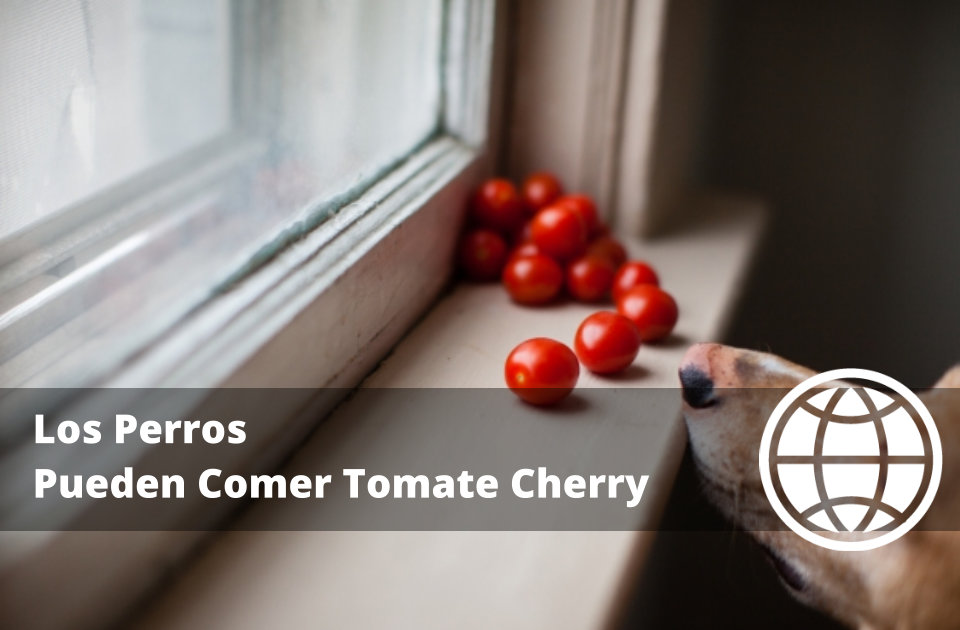 Los Perros Pueden Comer Tomate Cherry