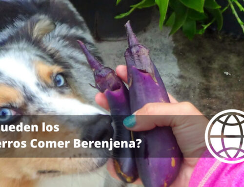 ¿Pueden los Perros Comer Berenjena?
