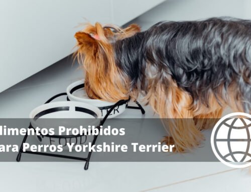 Alimentos Prohibidos para Perros Yorkshire Terrier