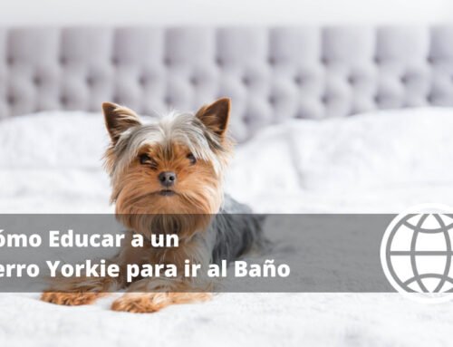 Cómo Educar a un Perro Yorkie para ir al Baño