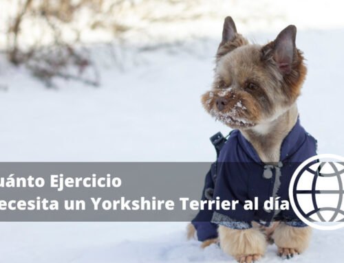 Cuánto Ejercicio Necesita un Yorkshire Terrier al día