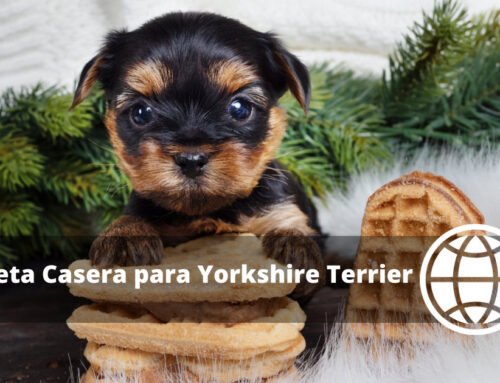 Dieta Casera para Yorkshire Terrier