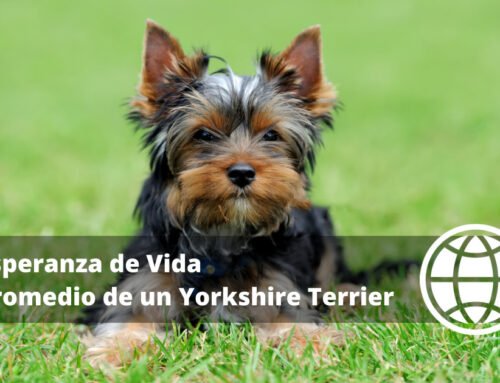 Esperanza de Vida Promedio de un Yorkshire Terrier