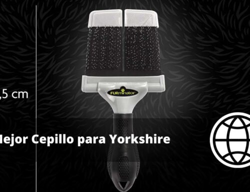 Mejor Cepillo para Yorkshire