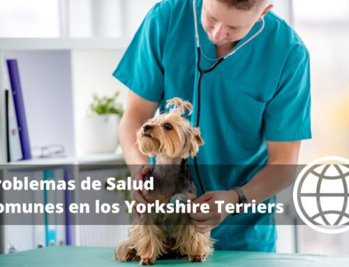 Problemas de Salud Comunes en los Yorkshire Terriers