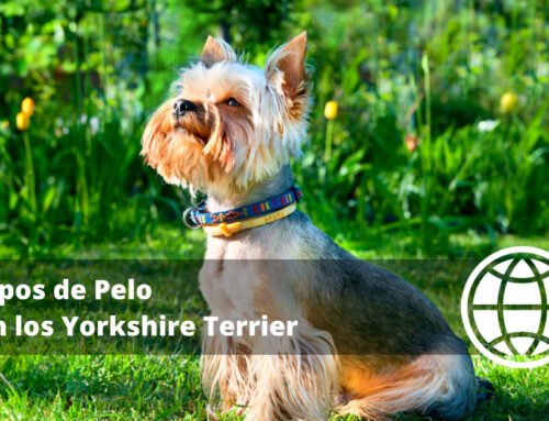 Tipos de Pelo en los Yorkshire Terrier