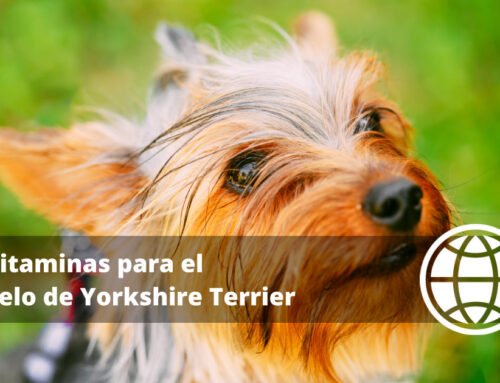 Vitaminas para el Pelo de Yorkshire Terrier